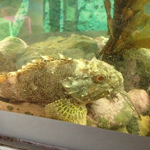 Scorpion Fish (Scorpaena cardinalis)