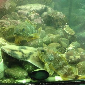 Draughtsboard Shark (Cephaloscyllium isabellum) & Sea Perch (Helicolenus percoides)