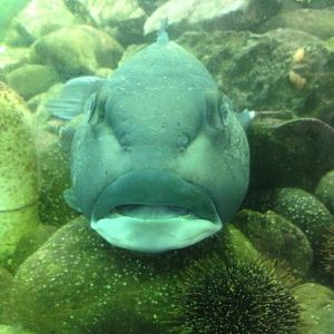 Blue Cod (Parapercis colias)