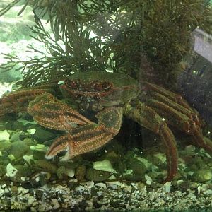 Red Rock Crab (Guinusia (Plagusia) chabrus)
