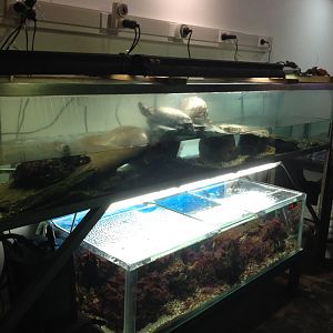 Red-eared Slider tank