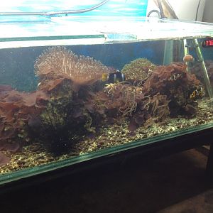 Clown Fish tank