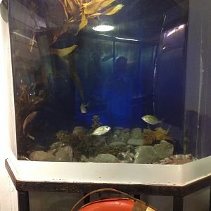 Gurnard tank