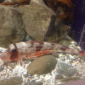Pacific Red Gurnard (Chelidonichthys kumu)