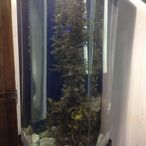 Big-belly Seahorse tank