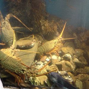 Packhorse Crayfish (Sagmariasus verreauxi) & Blue Cod (Parapercis colias)