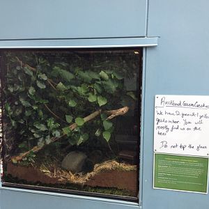 Auckland Green Gecko exhibit