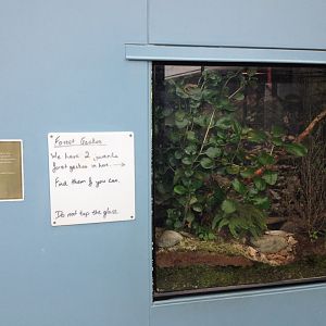 Forest Gecko exhibit