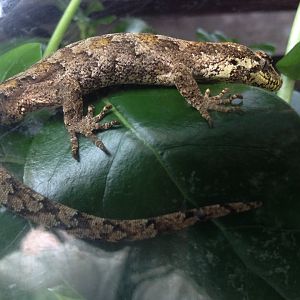 Forest Gecko (Hoplodactylus granulatus)