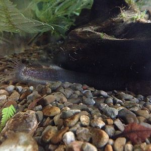 Brown Mudfish (Neochanna apoda)