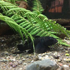 Common Bully (Gobiomorphus cotidianus)