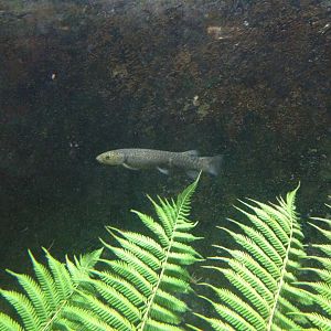 Climbing Galaxias (Galaxias brevipinnis)