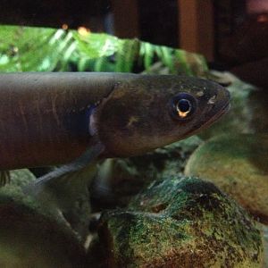 Banded Kokopu (Galaxias fasciatus)
