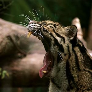 Clouded leopard's huge gape