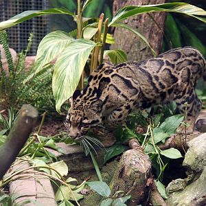 Prowling clouded leopard