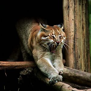 Yawning Asiatic golden Cat