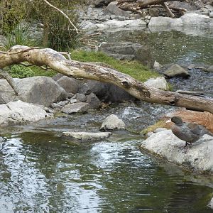 Blue Duck (Hymenolaimus malacorhynchos