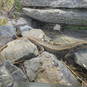 Grand skink (Oligosoma grande)