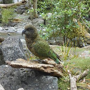 Kea (Nestor notabilis)