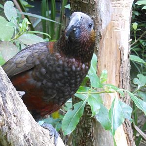 North Island Kākā (Nestor meridionalis septentrionalis)