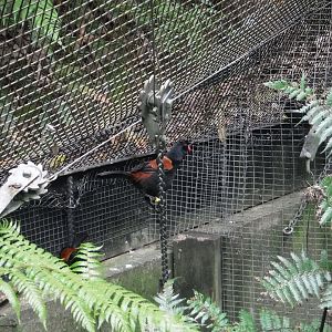 North Island Saddleback (Philesturnus rufusater)