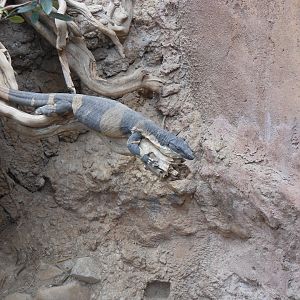 Lace Monitor (Varanus varius)