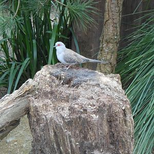 Diamond Dove (Geopelia cuneata)
