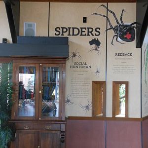 Australian Spider exhibit