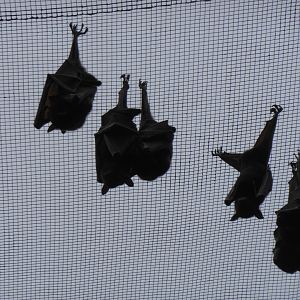 Little Red Flying Fox (Pteropus scapulatus)