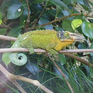 Jackson's Chameleon (Trioceros jacksonii)