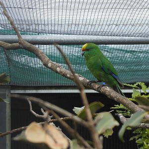 Orange-fronted Kākāriki (Cyanoramphus malherbi)