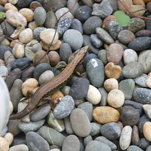 Cobble Skink (Oligosoma sp.)