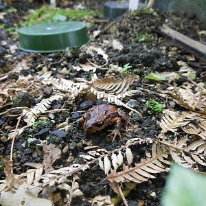 Archey's Frog (Leiopelma archeyi)