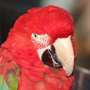 Poppy Macaw