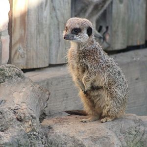 Meerkat