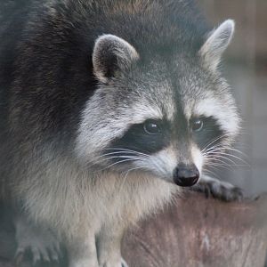 Raccoon