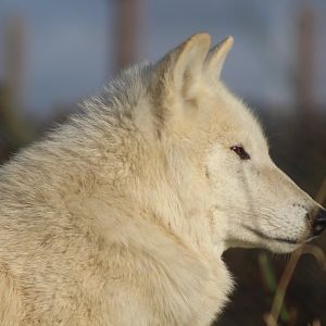 Hudson Bay White Wolf