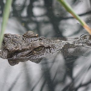 Siamese Crocodile