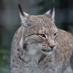 Siberian Lynx