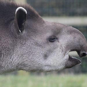 Brazilian Tapir