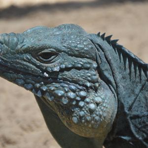 Cyclura lewisi