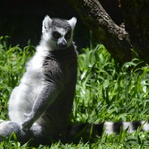 Lemur catta