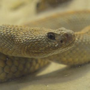 Crotalus durissus unicolor