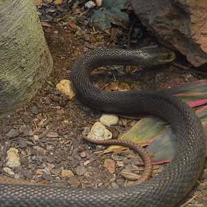 Oxyuranus scutellatus (canni?)