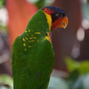 Trichoglossus ornatus