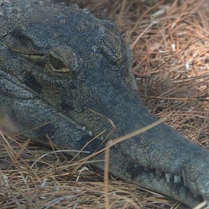 Mecistops cataphractus