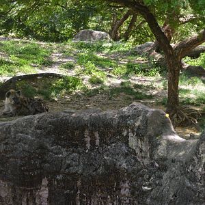Crocuta crocuta eyeing a Cardinalis cardinalis