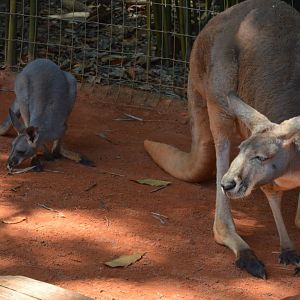 Macropus rufus father and joey