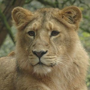 Asiatic Lion, November 2017