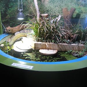 Museum für Natur und Umwelt - Turtle exhibit